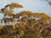 There is nothing more beautiful than the late afternoon glow on the mallee.