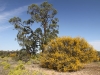 Acacia (wattle) foreground, Myoporum (Sugarwood) in background.