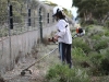 Nirbeeja hard at work clearing vegetation from outside the feral-free fence.